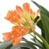 Clivia