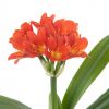 Clivia miniata bloem