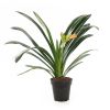Clivia miniata