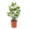 clusia rosea princess