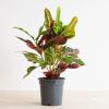 Codiaeum Excellent - Wonderstruik - P17