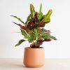 Codiaeum Croton