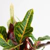 Codiaeum Croton