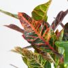 Codiaeum Croton