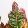 Codiaeum Croton