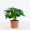 Koffieplant - Coffea Arabica - P12