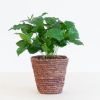 Koffieplant - Coffea Arabica - P12
