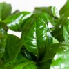 Koffieplant - Coffea Arabica - P12