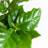 Koffieplant - Coffea Arabica - P12