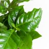 Coffea-Arabica-p12-4 1