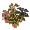 Coleus