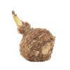 Colocasia Esculenta