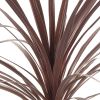 Cordyline Red Sensation