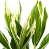 Cordyline fruticosa