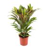 Cordyline Kiwi