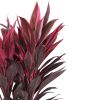 Cordyline tango blad