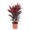 Cordyline