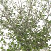 Corokia blad
