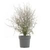 Corokia Maori Green