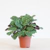 Ctenanthe Burle Marxii (Calathea Amabilis) - P12