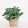 Ctenanthe Burle Marxii (Calathea Amabilis) - P12