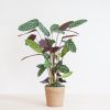 Ctenanthe Compact Star - P17