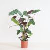 Ctenanthe Compact Star - P17