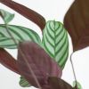 Ctenanthe Compact Star - P17