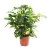 Ctenanthe Lubbersiana