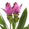 Curcuma