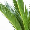 Cycas Revoluta - Vredespalm - p17