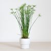 Cyperus Haspan
