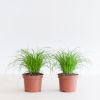 Cyperus Zumula Duo - Kattengras - P12