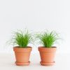 Cyperus Zumula Duo - Kattengras - P12