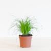 Cyperus Zumula - Kattengras - P12