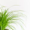 Cyperus Zumula - Kattengras - P12