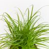 Cyperus Zumula Duo - Kattengras - P12