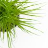 Cyperus Zumula Duo - Kattengras - P12
