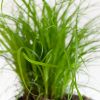 Cyperus Zumula - Kattengras - P12