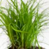 Cyperus-Zumula-p12-7 1