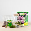 Plantenterrarium Calathea (DIY)