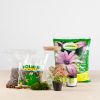 Plantenterrarium syngonium