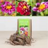 Biologische Dahlia knollen (2 stuks - Roze)
