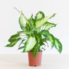 Dieffenbachia Camilla - P12