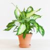 Dieffenbachia Camilla - P12