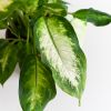 Dieffenbachia Camilla - P12