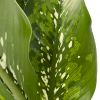 Dieffenbachia Crocodile