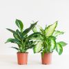 Dieffenbachia Duo - P12