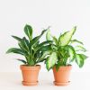 Dieffenbachia Duo - P12