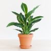Dieffenbachia Green Magic - P12